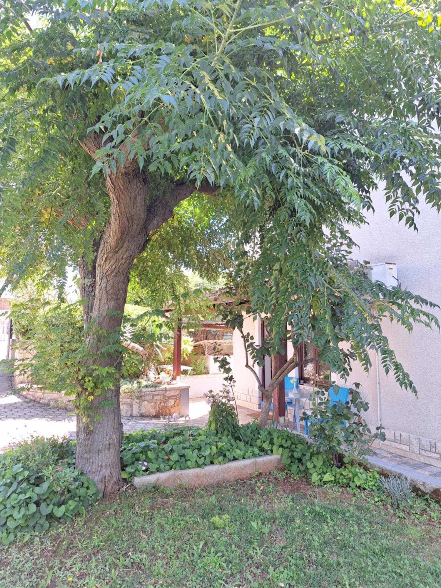 Apartments Reinic Novigrad Istria Buitenkant foto